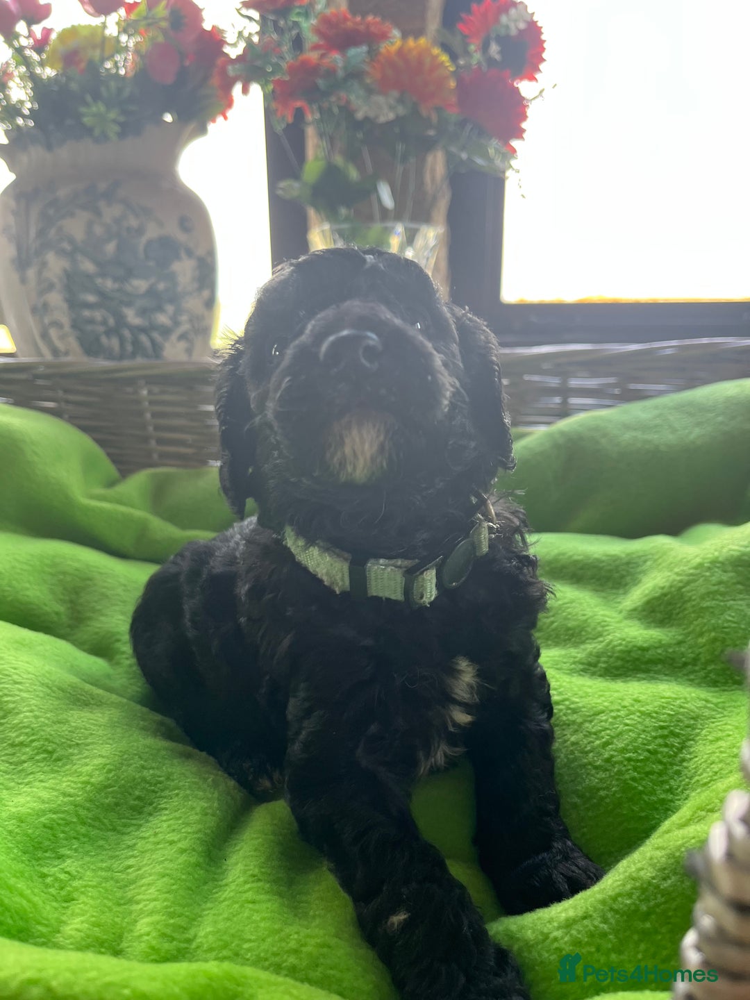 Miniature Poodle dogs for sale: KC Activity registered miniature poodles - Image 8