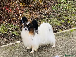 Papillon dogs in Rochdale - Advert 1