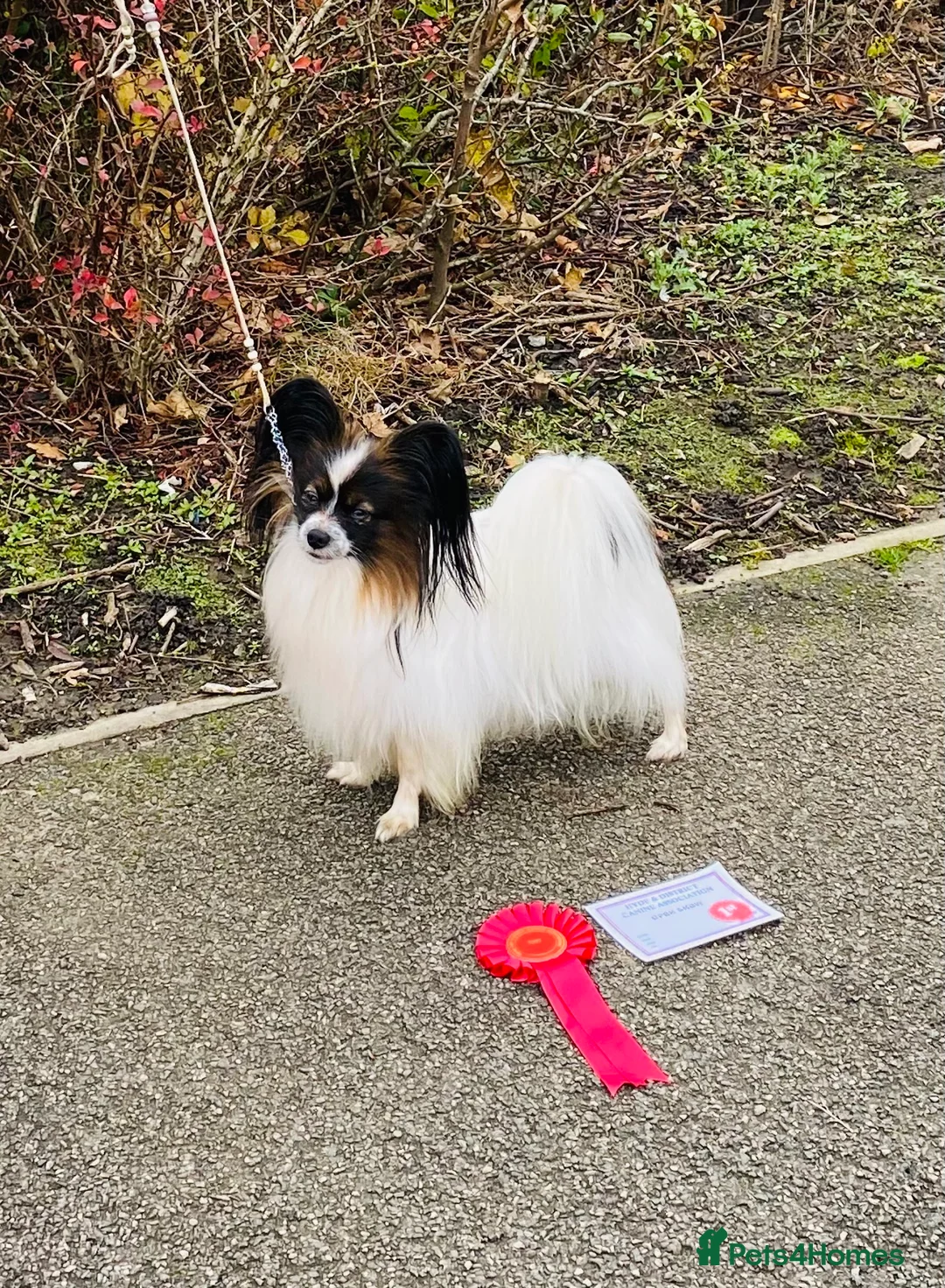 Papillon dogs for stud: FOR STUD ONLY - KC REGISTERED PAPILLON - Advert 1