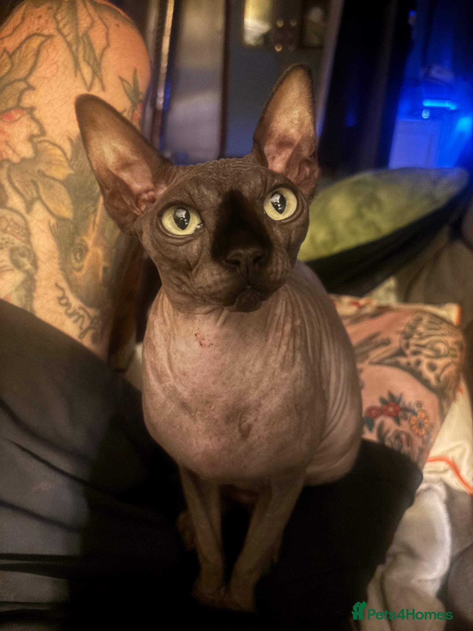 Sphynx cats for sale: Black Sphynx cat, female  in Lichfield - Advert 4
