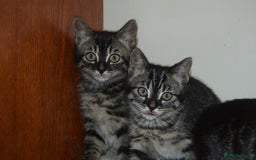 Bengal cats for sale: BEAUTIFUL HALF BENGAL KITTENS - Image 1