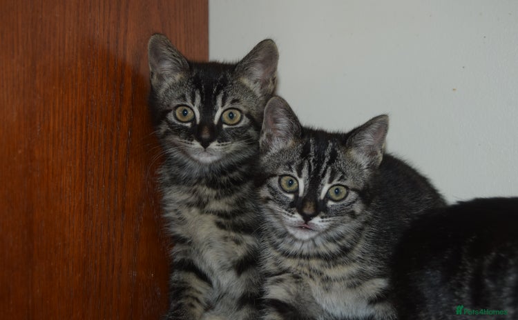 Bengal cats - Advert 15