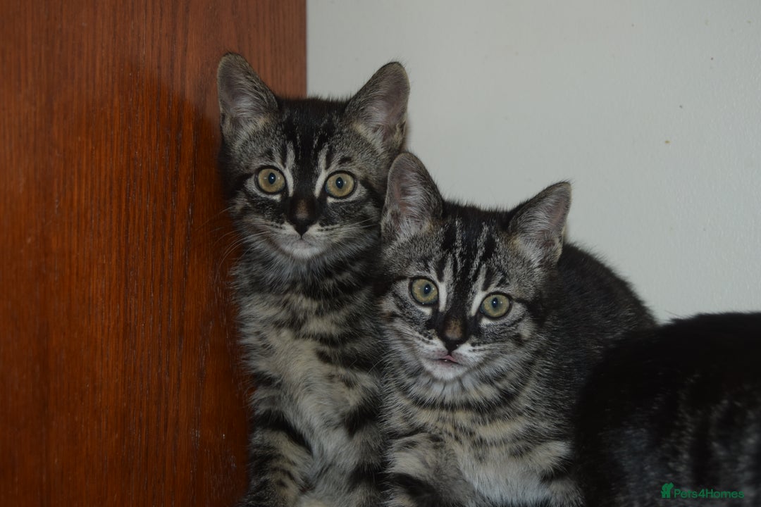 Bengal cats for sale: BEAUTIFUL HALF BENGAL KITTENS - Image 1