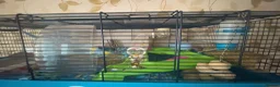 Hamster rodents for sale: Hunny the Syrian Hamster  - Advert 4