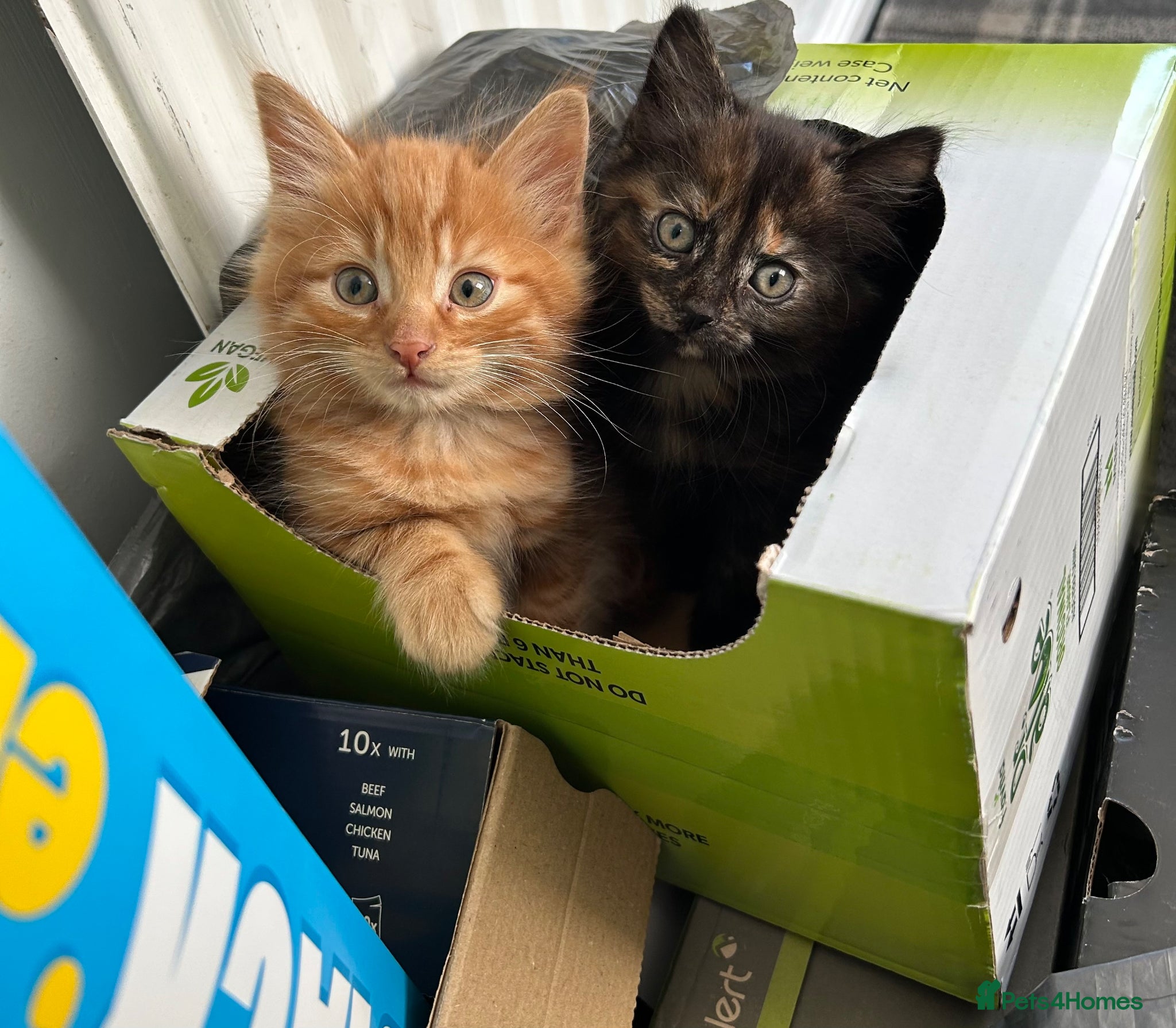 Mixed Breed cats 2 adorable kittens for sale - Advert 1