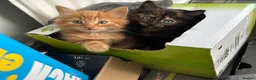 Mixed Breed cats for sale: 2 adorable kittens for sale - Advert 1