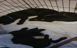 Mixed Breed dogs for sale: 9 Cheeky Labrador Cross Puppies for Sale ♡ - Image 5