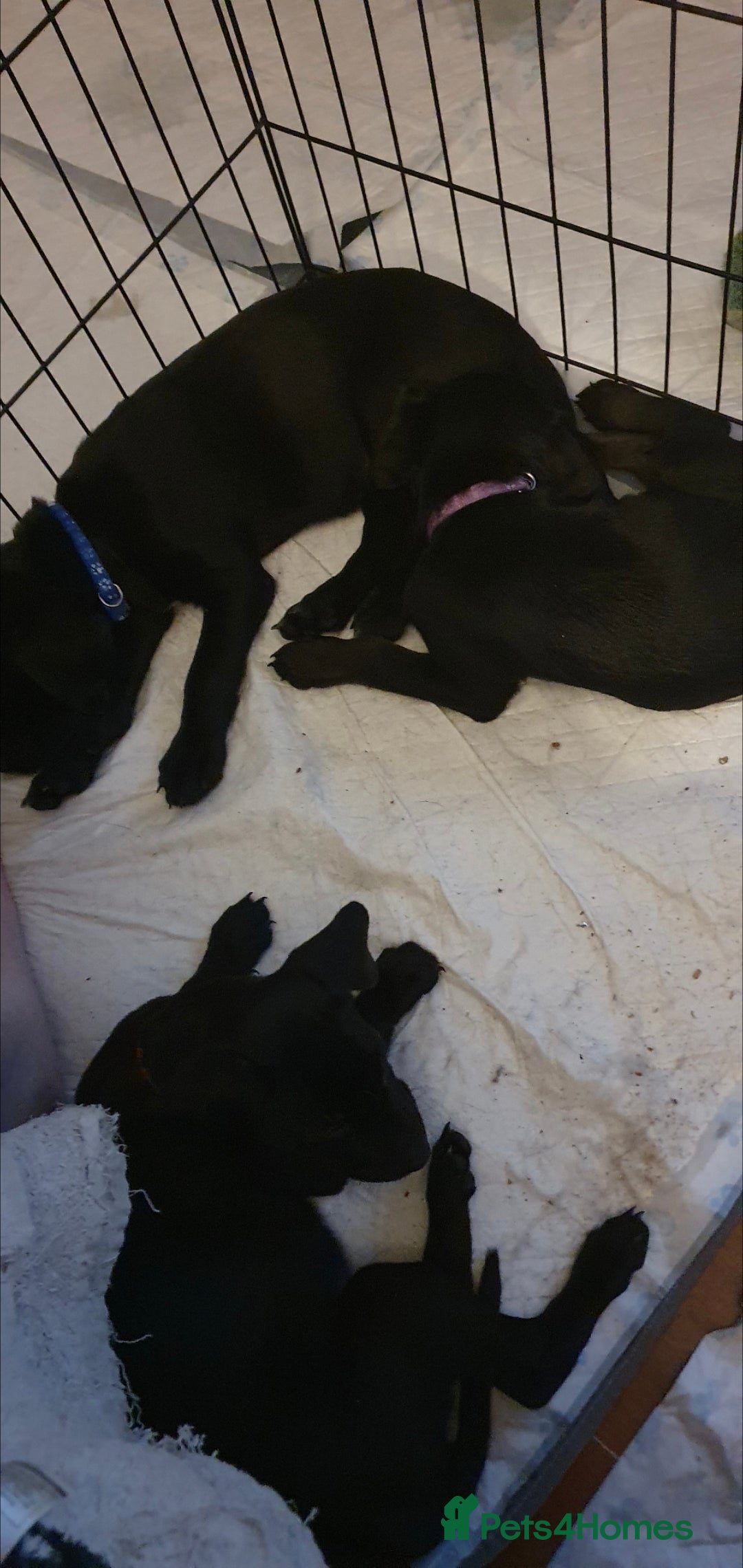 Mixed Breed dogs for sale: 9 Cheeky Labrador Cross Puppies for Sale ♡ - Image 5