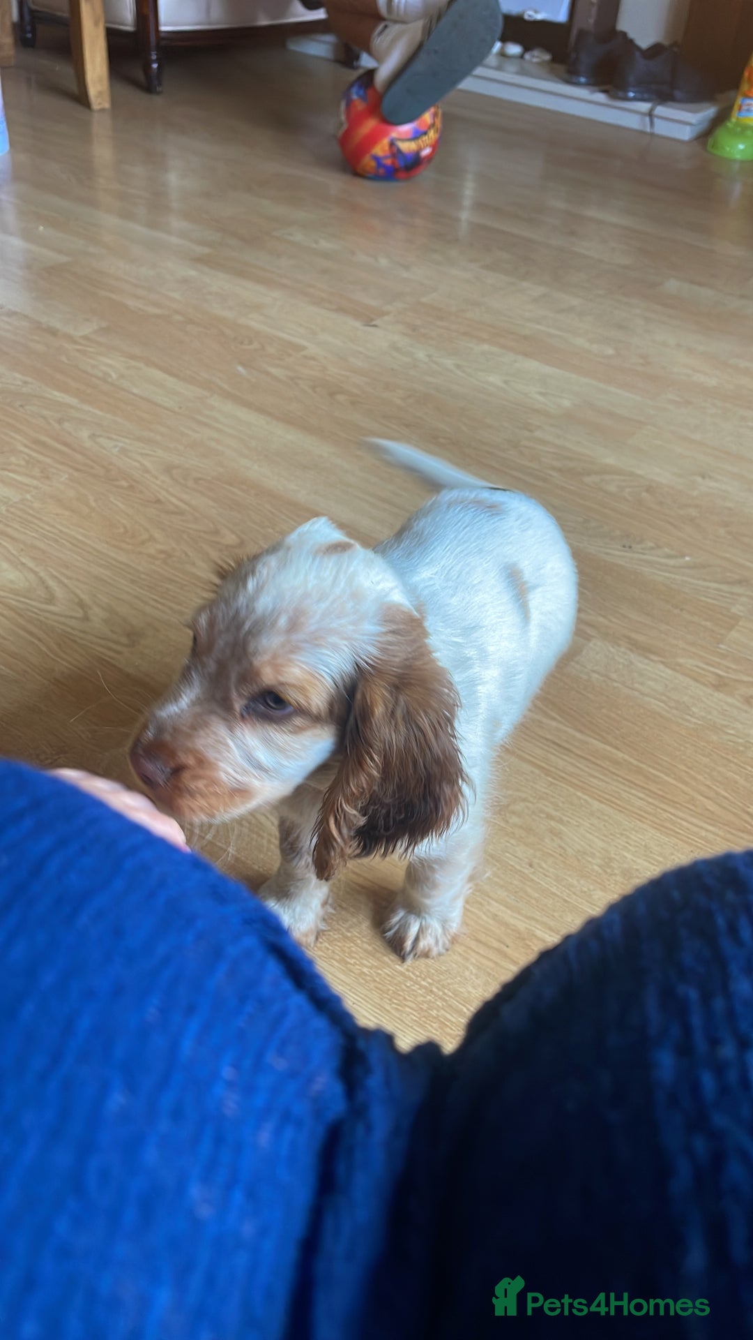 Cocker Spaniel dogs for sale: Cocker spaniel boy  - Image 2