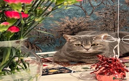 Scottish Fold cats for sale: Scottish fold beautiful girl - Image 8