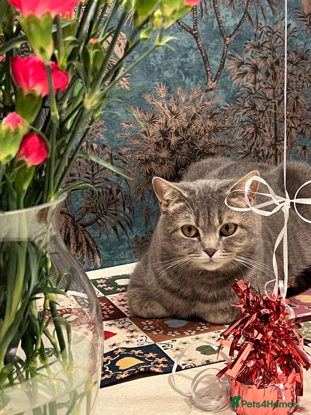 Scottish Fold cats for sale: Scottish fold beautiful girl - Image 8