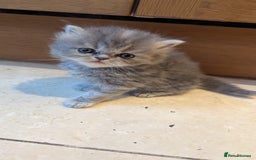 Persian cats for sale: Himalayan Persians - Image 9