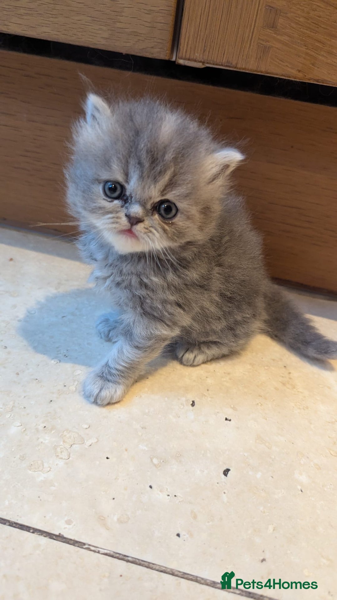Persian cats for sale: Himalayan Persians - Image 9