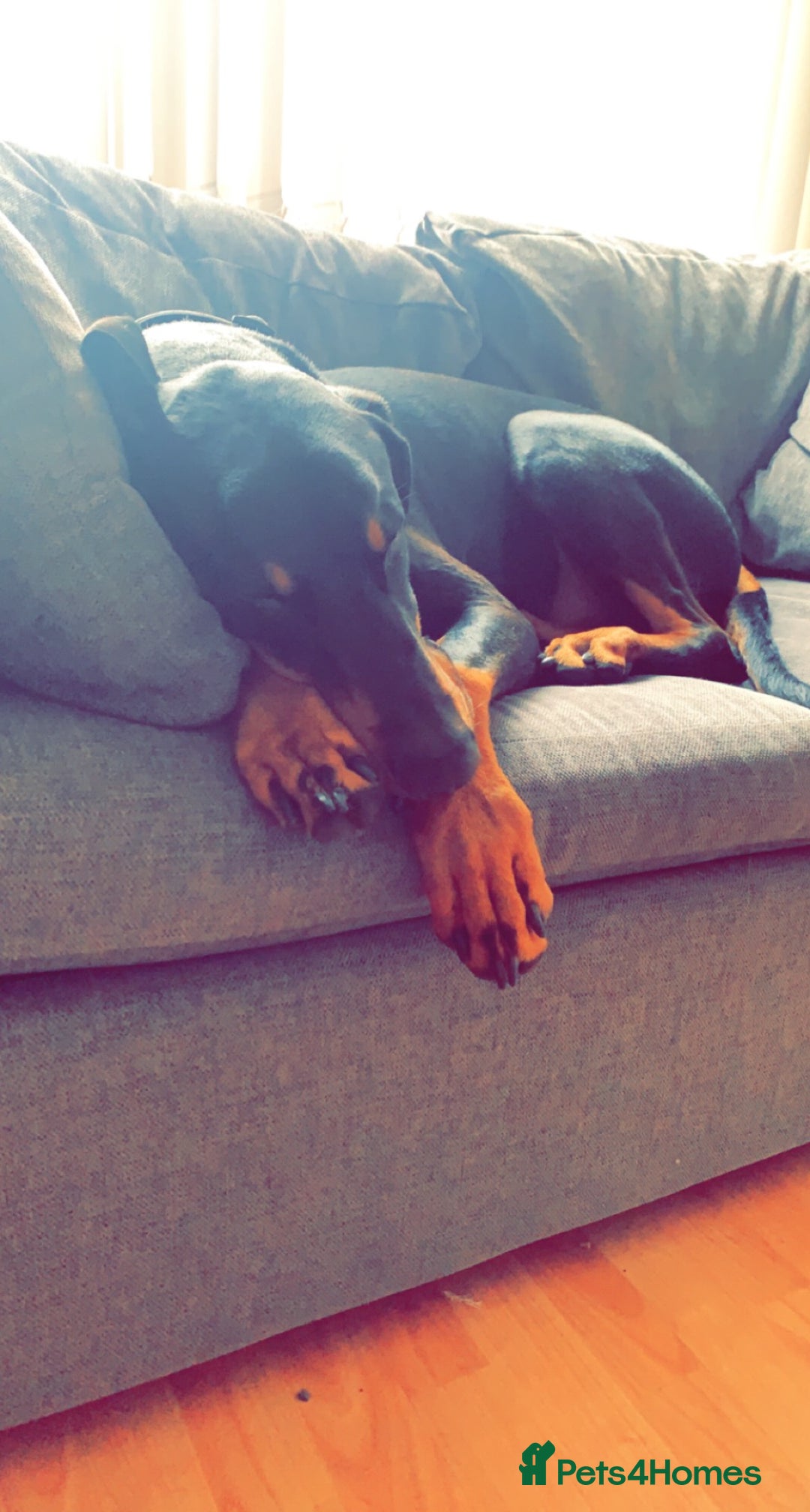 Dobermann dogs for sale: Wonderful Doberman for unfortunate adoption  - Advert 28
