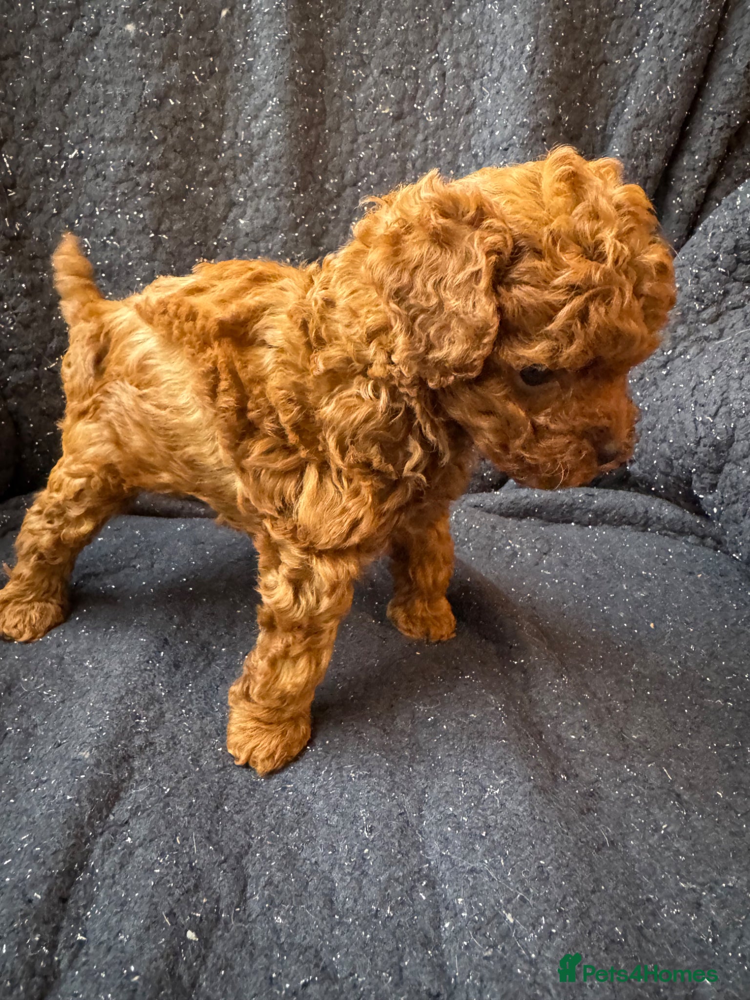 Toy Poodle dogs for sale: Asian Poodle Puppies WAITING LIST OPEN - Advert 8