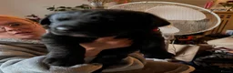 Sheprador dogs for sale: 2 shepador puppies ready end of August in Kirkliston - Advert 4