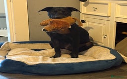 Mixed Breed dogs for sale: 7 month old Labrador x - Image 3