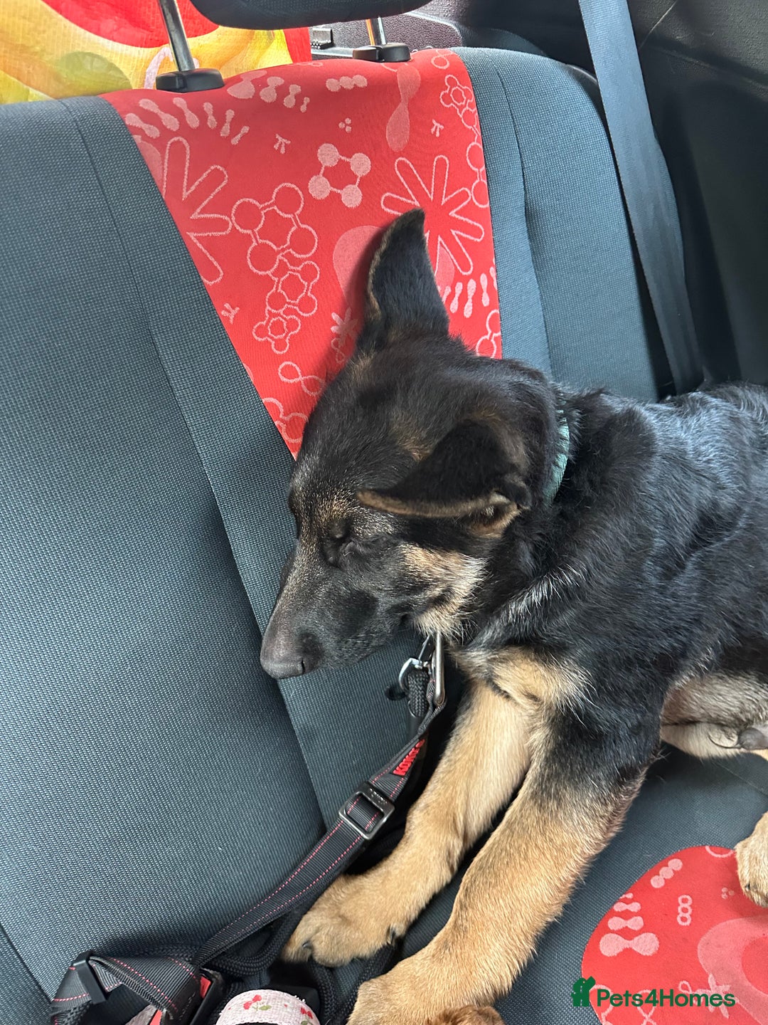 German Shepherd dogs for sale: Kenobi - 6 month old Male German Shepherd - Image 8