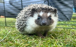 Pygmy Hedgehog rodents for sale: Pygmy Hedgehogs  - Image 1