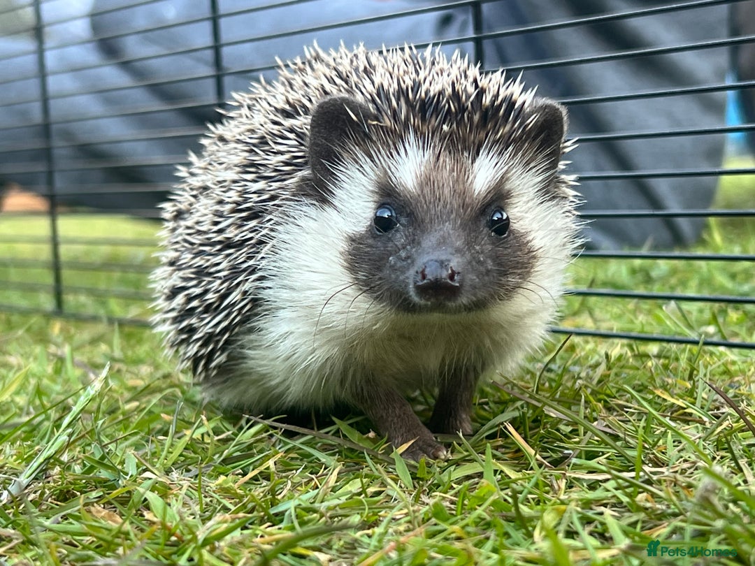 Pygmy Hedgehog rodents for sale: Pygmy Hedgehogs  - Image 1