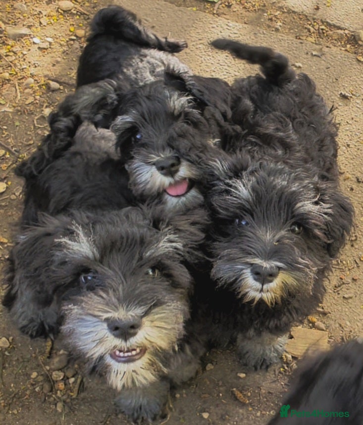 Miniature Schnauzer dogs Beautiful Black&Silver Boys  - Advert 16
