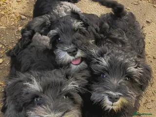 Miniature Schnauzer dogs Beautiful Black&Silver Boys - Advert 16