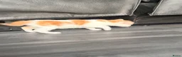 Mixed Breed cats for sale: 2 x ginger boys  - Advert 3