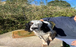 English Setter dogs for adoption: Rino  - Image 5