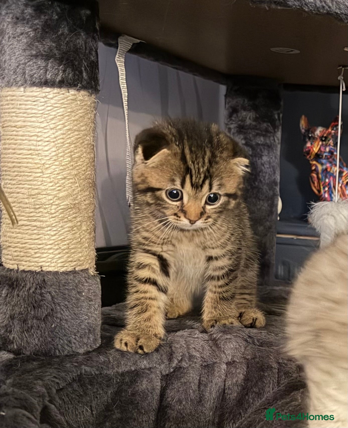 Scottish Fold cats Scottish Fold kittens  - Advert 2