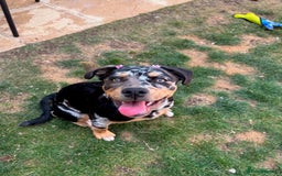 Mixed Breed dogs for sale: Bullweiler puppy  - Image 3