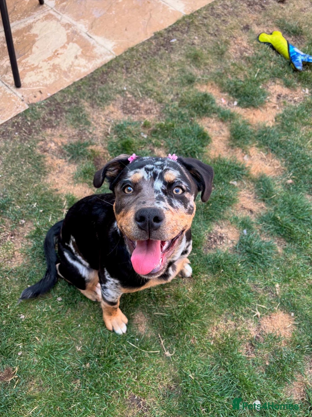 Mixed Breed dogs for sale: Bullweiler puppy  - Image 3