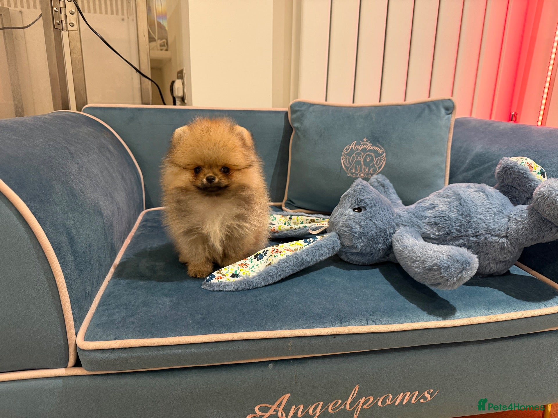 Pomeranian dogs for sale: Micro size teddy  face  - Advert 1