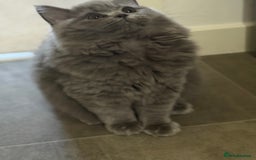 British Shorthair cats for sale: Champion Bloodline British Shorthair & Longhair - Image 7