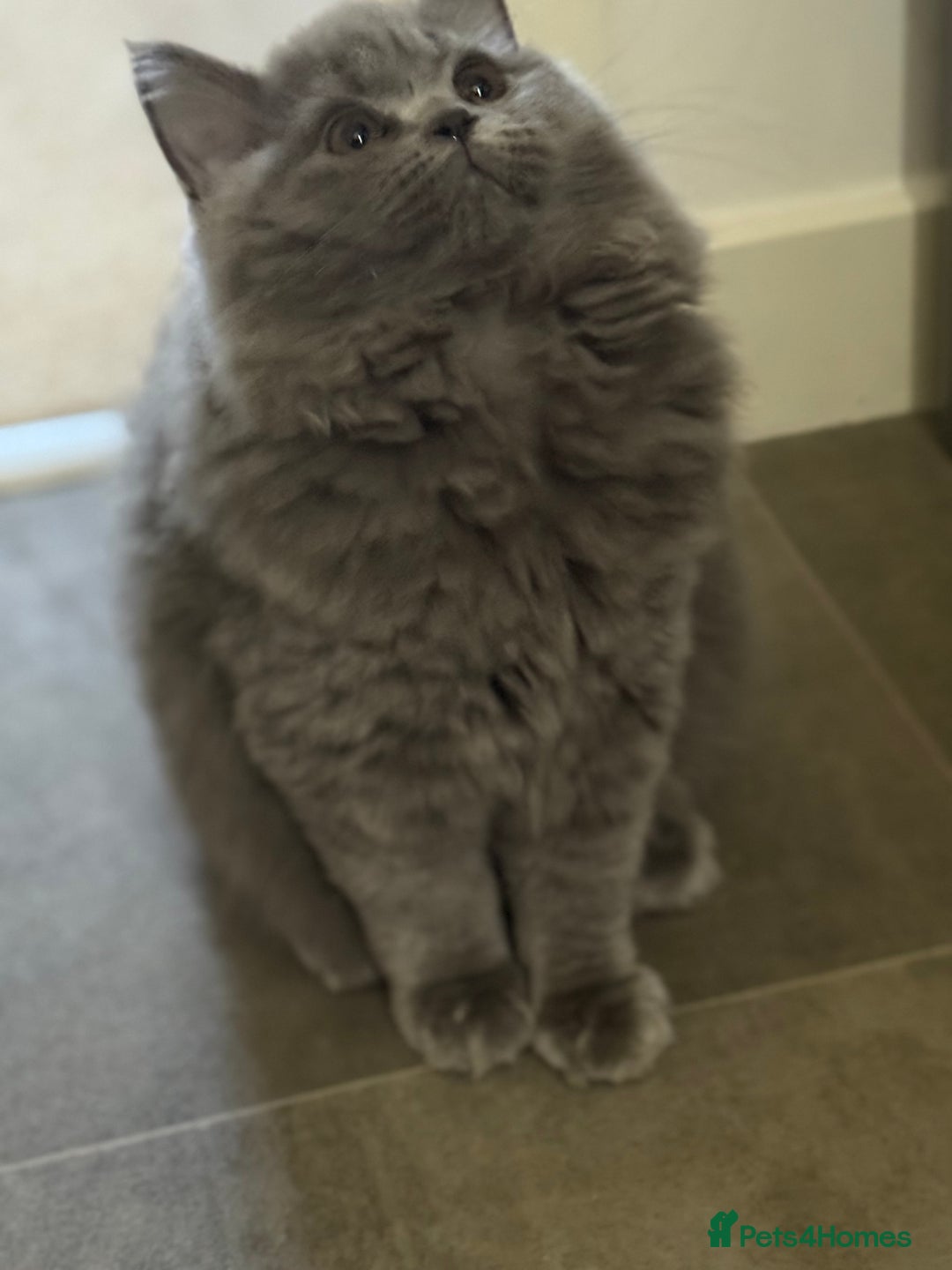 British Shorthair cats for sale: Champion Bloodline British Shorthair & Longhair - Image 7