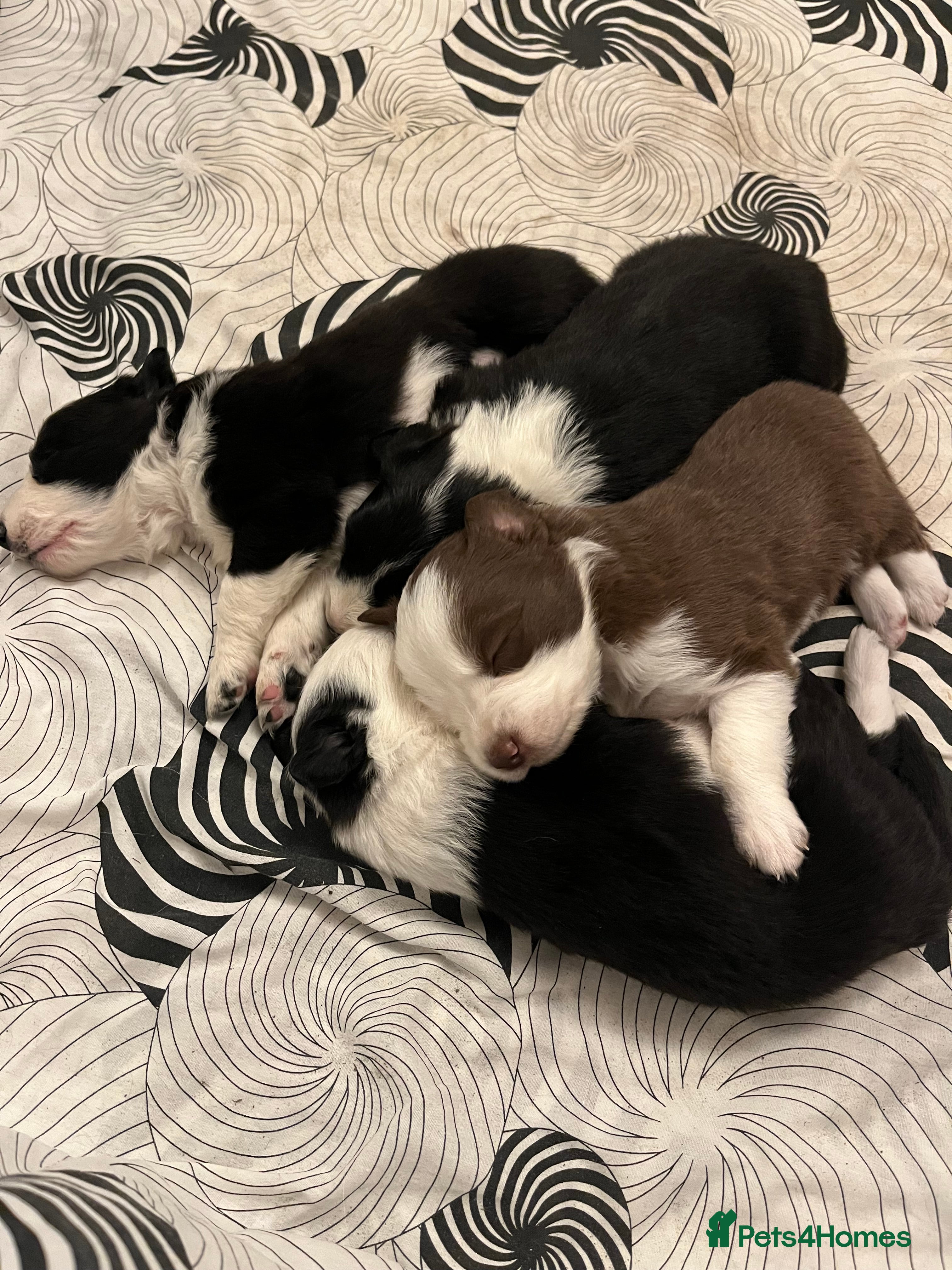 Border Collie dogs Cornmill Farm Border Collies  - Advert 9