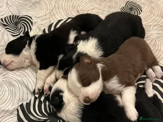 Border Collie dogs Cornmill Farm Border Collies - Advert 9