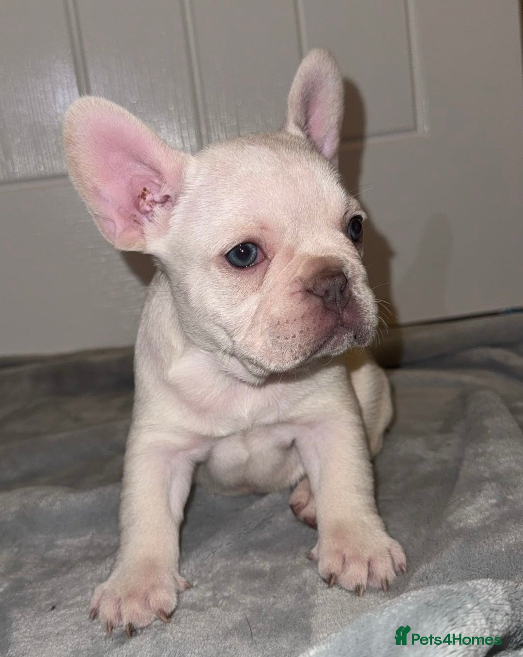 French Bulldog dogs for sale: 2 beautiful french bulldog girls - Advert 1