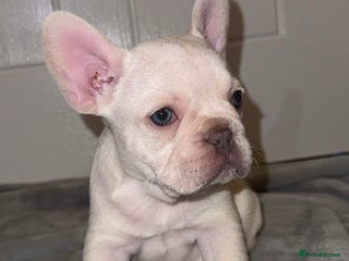 French Bulldog dogs 2 beautiful french bulldog girls - Advert 4