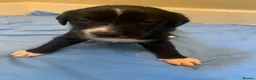 Mixed Breed dogs for sale: Huntaway x Border Collie puppies - Advert 16