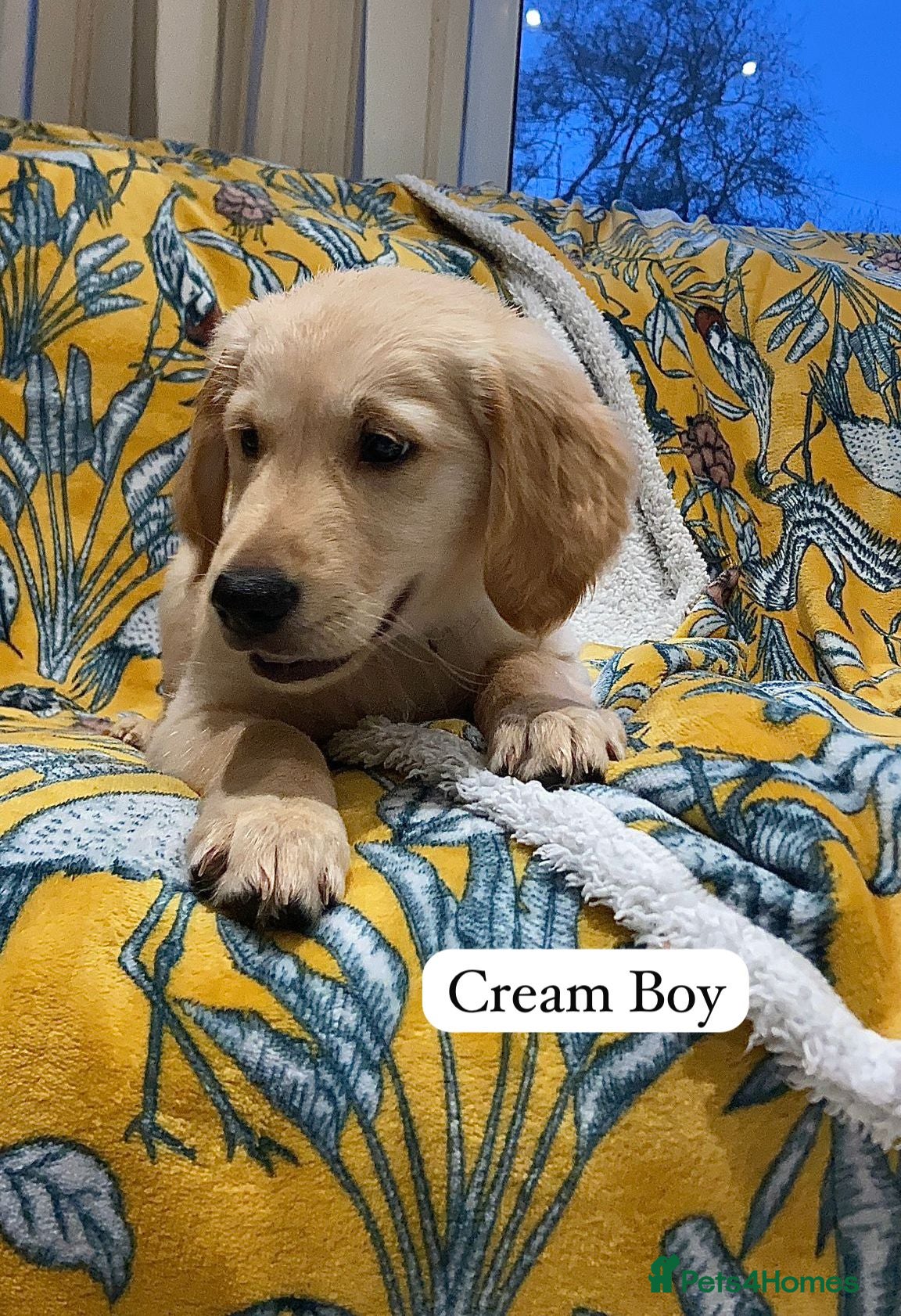 Golden Retriever dogs Golden retriever puppies, ready now.  - Advert 9