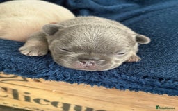 French Bulldog dogs for sale: Chunky French bulldog puppies  - Image 23