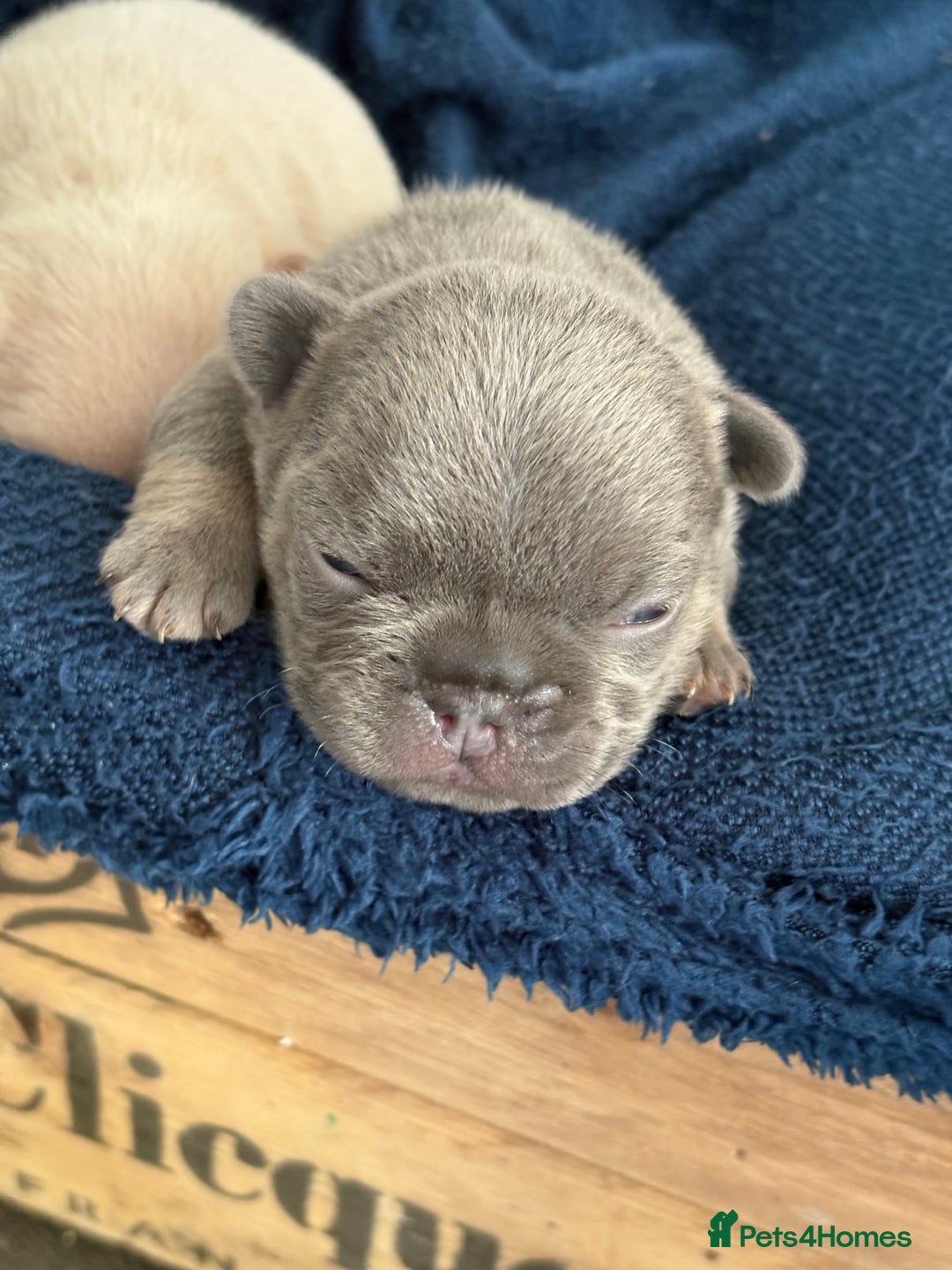 French Bulldog dogs for sale: Chunky French bulldog puppies  - Image 23