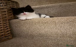 Mixed Breed cats for sale: Beautiful litter of home reared kittens  - Image 3