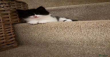 Mixed Breed cats - Advert 8