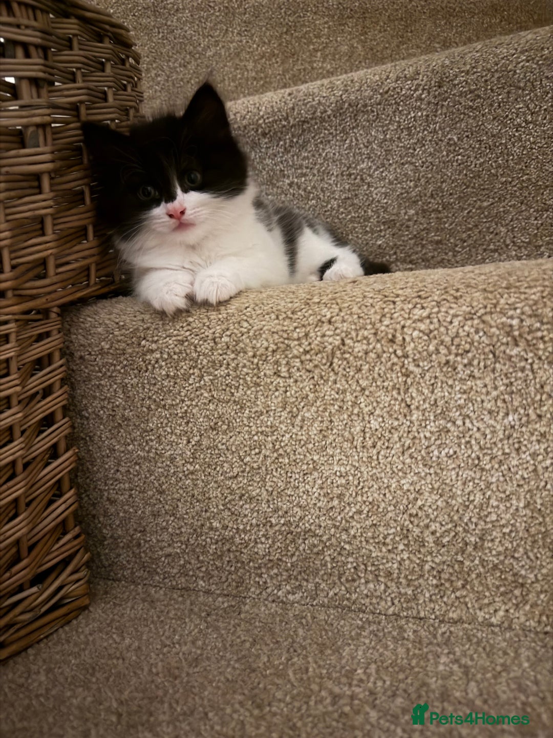 Mixed Breed cats for sale: Beautiful litter of home reared kittens  - Image 3