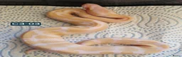 Mixed Breed reptiles for sale: Various royals available - Advert 3
