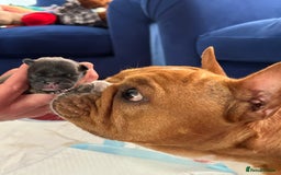 French Bulldog dogs for sale: Older pups needing a home - Image 10