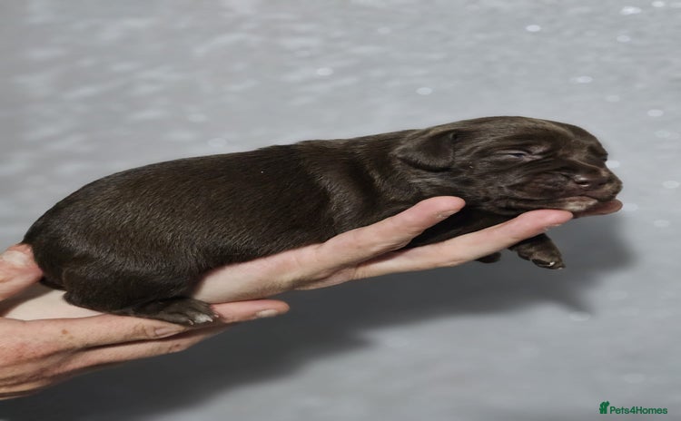 Mixed Breed dogs - Advert 9