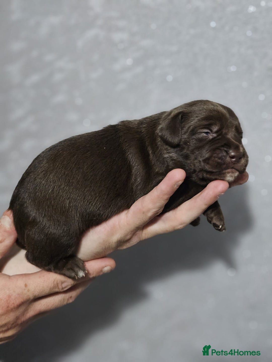 Mixed Breed dogs for sale: Cockapoo X puppies - Image 1