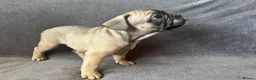 French Bulldog dogs for sale: KC Registered French Bulldogs Boys Ready Now in Borehamwood - Advert 16